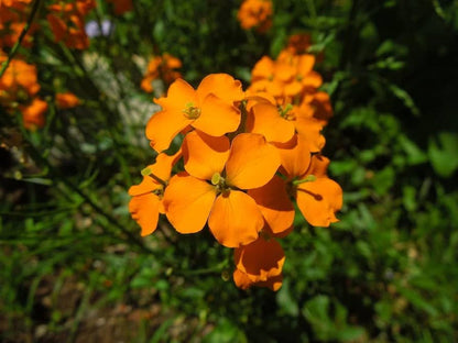 Orange Cheiranthus Flower Seeds for Planting – Heirloom Non-GMO Garden Seeds