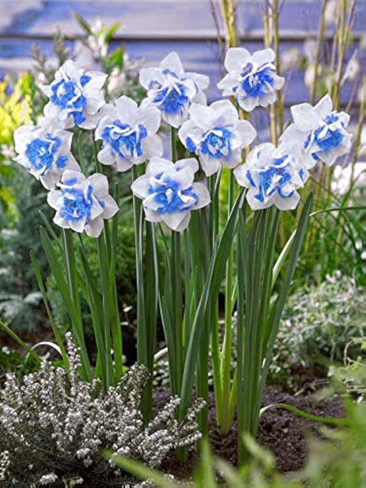 Blue White flower seeds