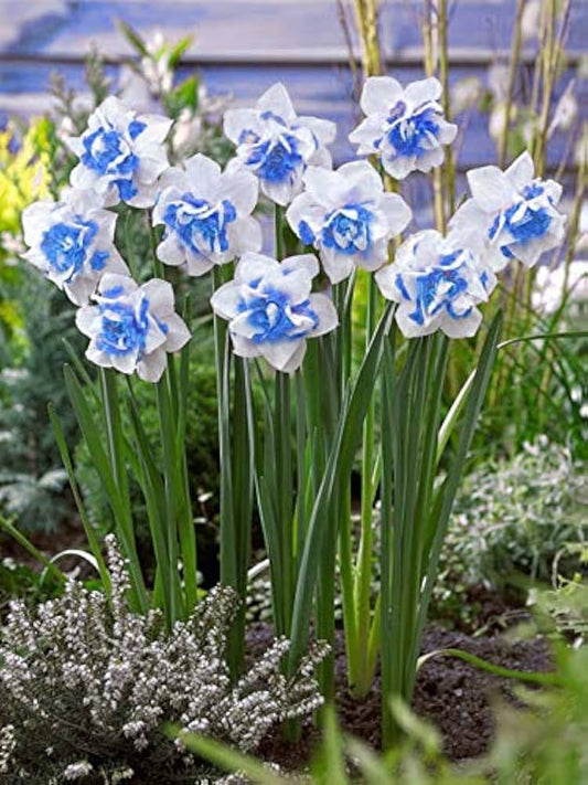 Blue White flower seeds