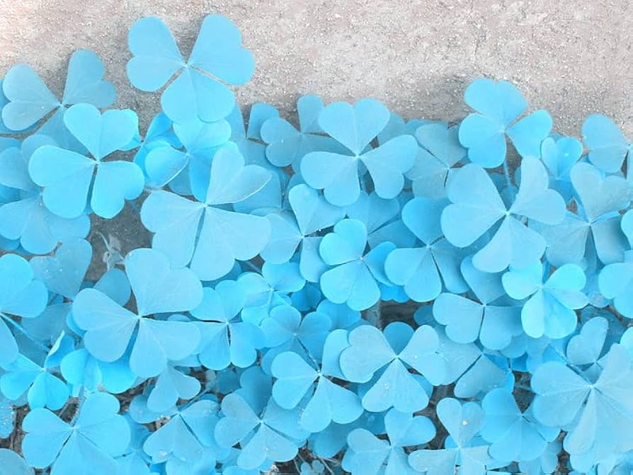 Blue And flower seeds