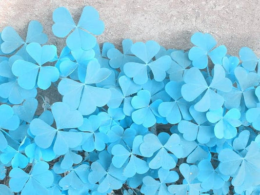 Blue And flower seeds