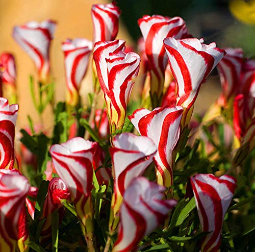 Candy Cane flower seeds