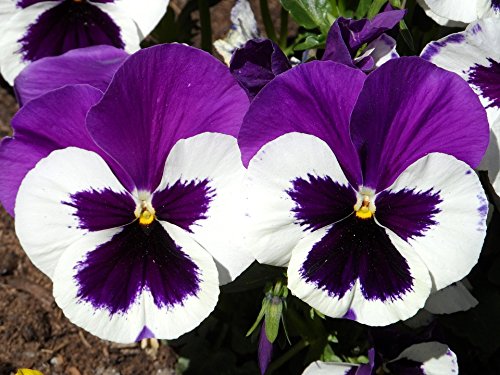 Violet White flower seeds
