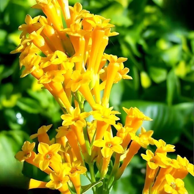 Yellow Yanosik flower seeds