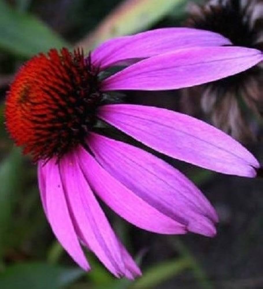 Echinacea Purpurea flower seeds