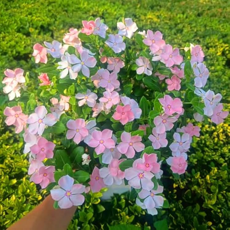 Madagascar flower seeds