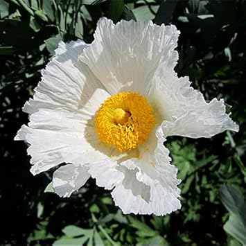Coulteri flower seeds
