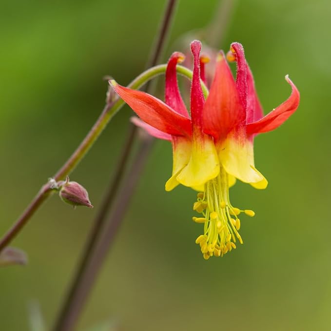 Oriental Columbine flower seeds