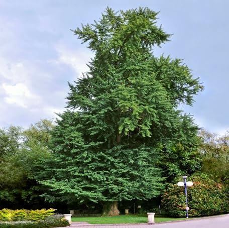 Green Ginkgo Biloba Tree - Heirloom, Non - Gmo Seeds