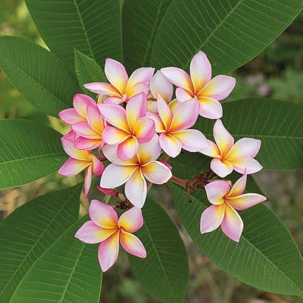 Red White flower seeds
