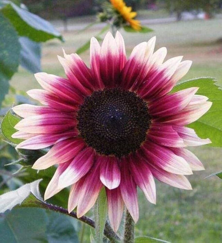 Pink Sunflower flower seeds