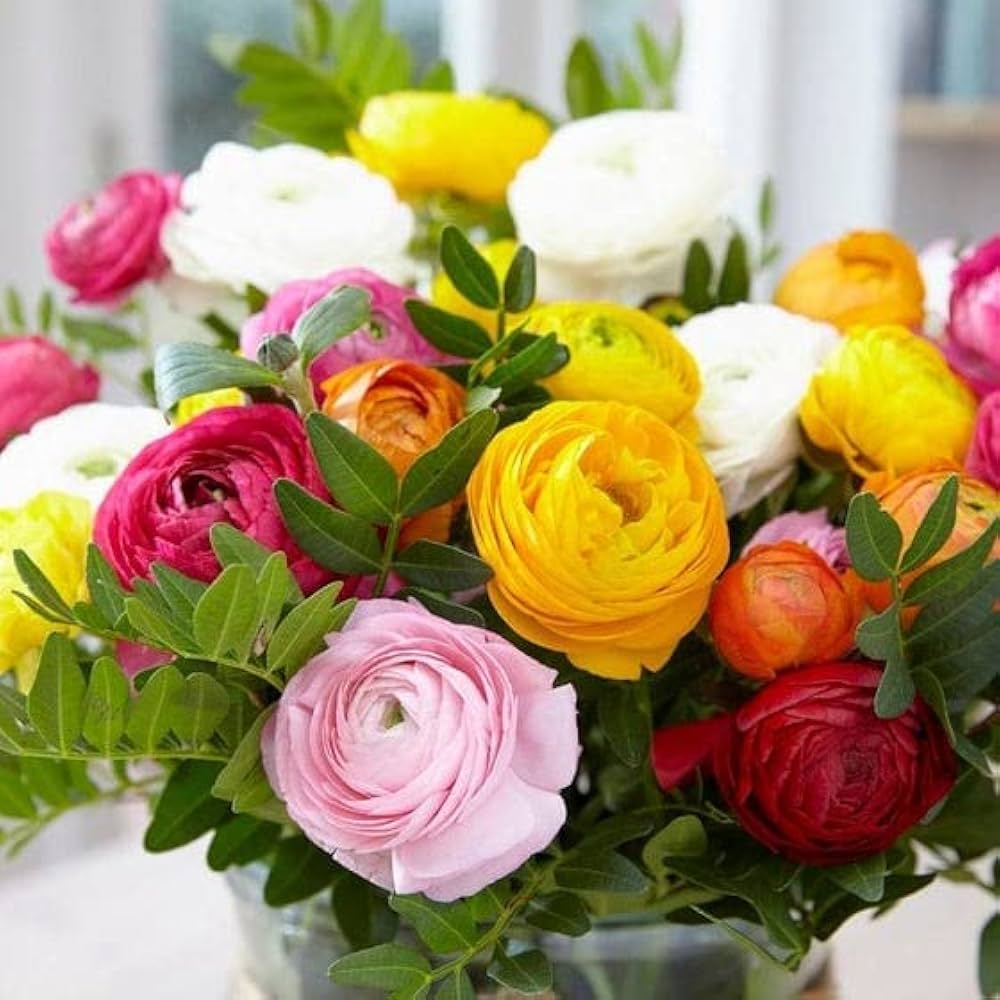 Ranunculus Asiaticus flower seeds