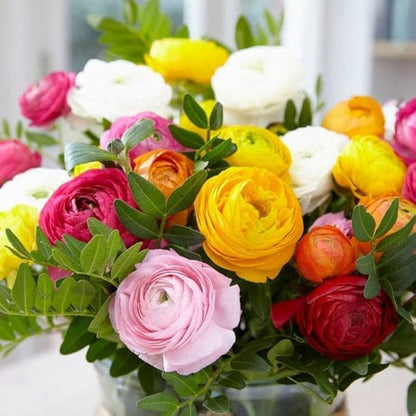 Ranunculus Asiaticus flower seeds