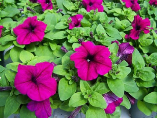 Limbo Purple flower seeds