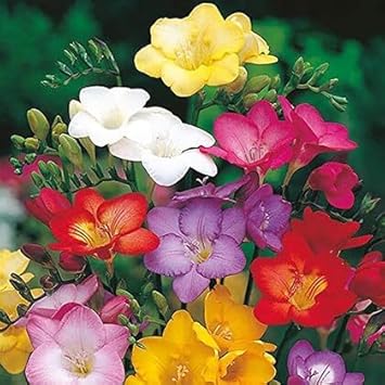 Freesia flower seeds