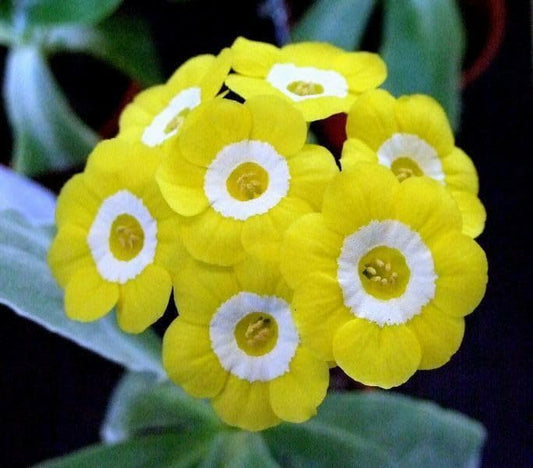 Yellow Primrose flower seeds