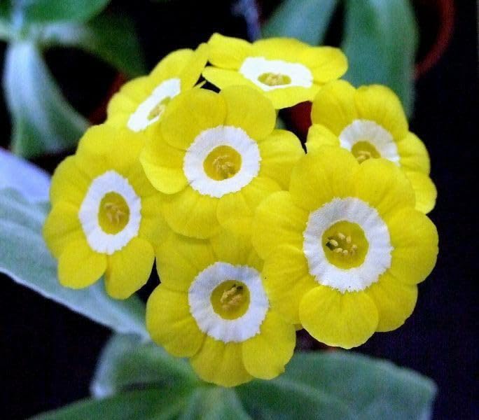 Yellow Primrose flower seeds