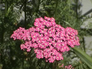Cerise Queen flower seeds