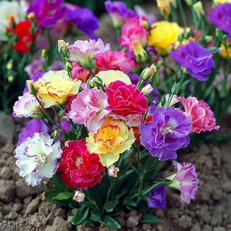 Colorful Mix Lisianthus plant