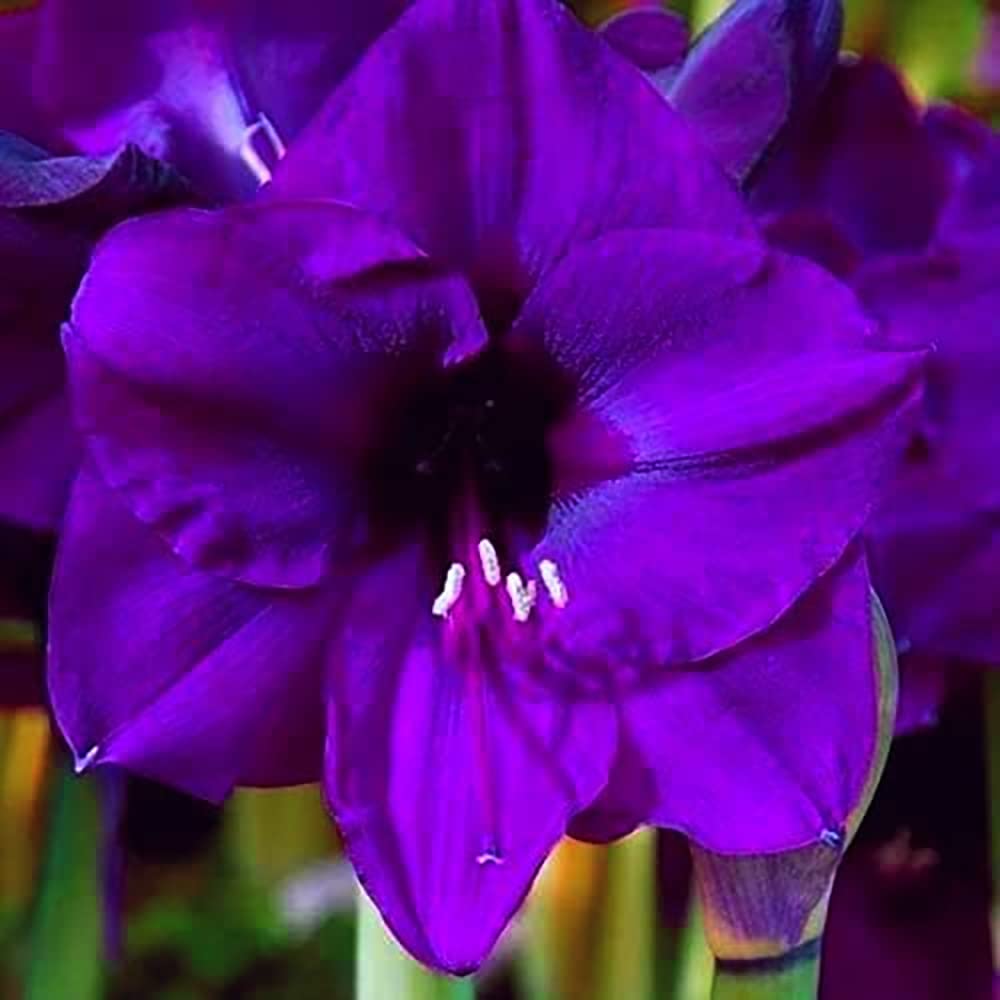 Lavender Amaryllis flower seeds