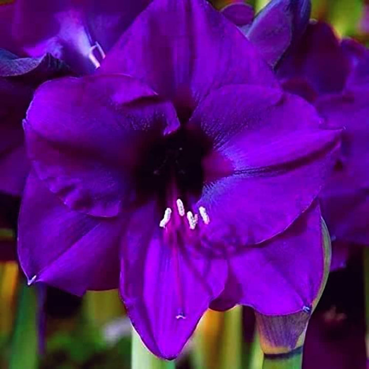 Lavender Amaryllis flower seeds