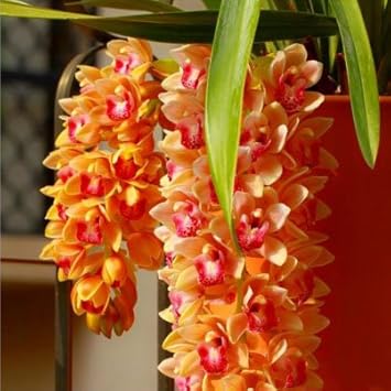 Orange Cymbidium flower seeds
