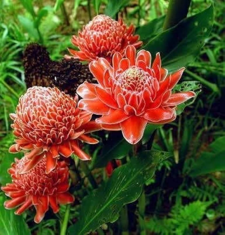 Ginger flower seeds