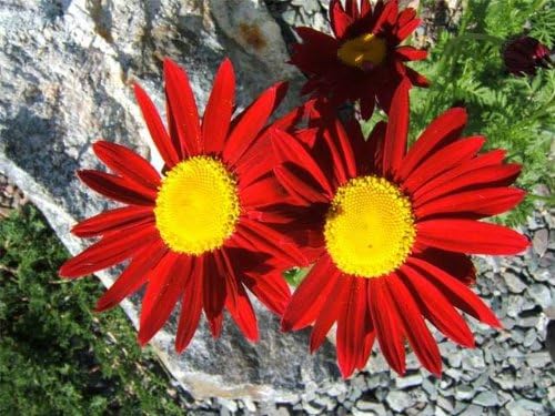 Rose Chrysanthemum flower seeds