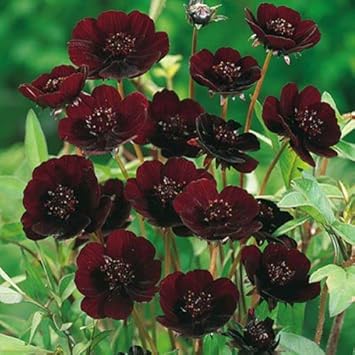 Chocolate Clematis flower seeds