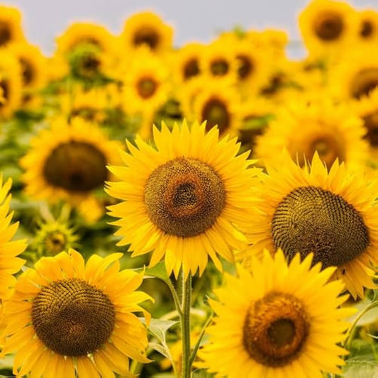 Mini Sunflower flower seeds