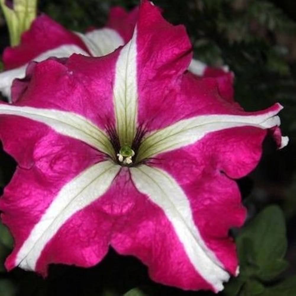 Dreams Rose flower seeds