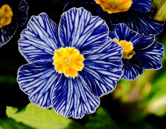 Blue Zebra flower seeds