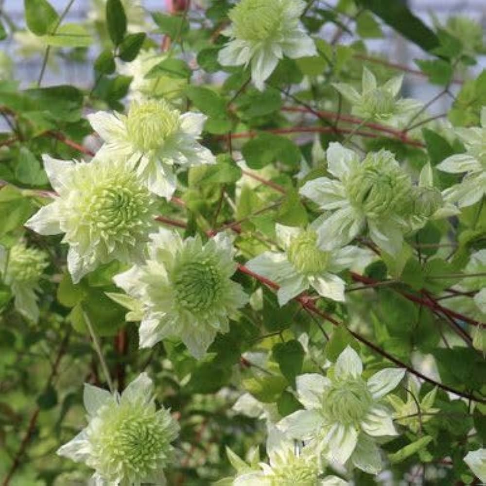 Green Clematis flower seeds