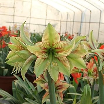 Hippeastrum Army flower seeds