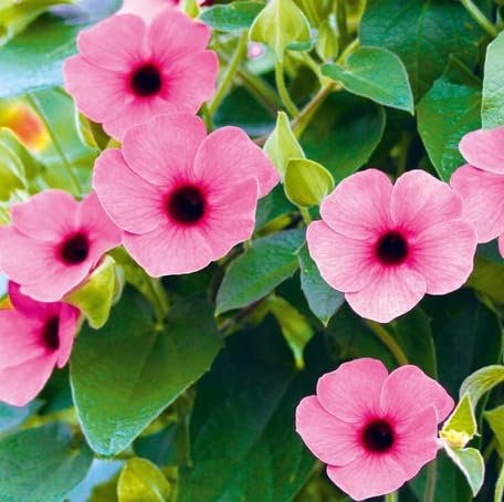 Pink Thunbergia Flower - Heirloom, Non - Gmo Seeds