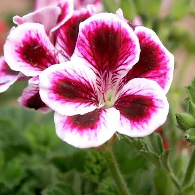 & Purple Geranium plant