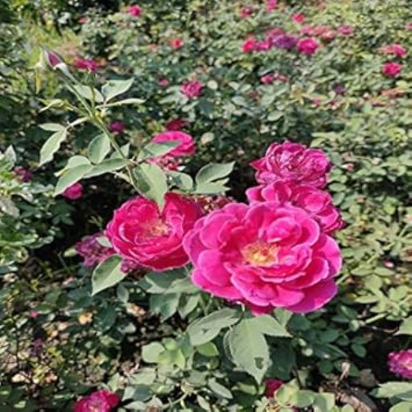 Pink Climbing Rosa plant