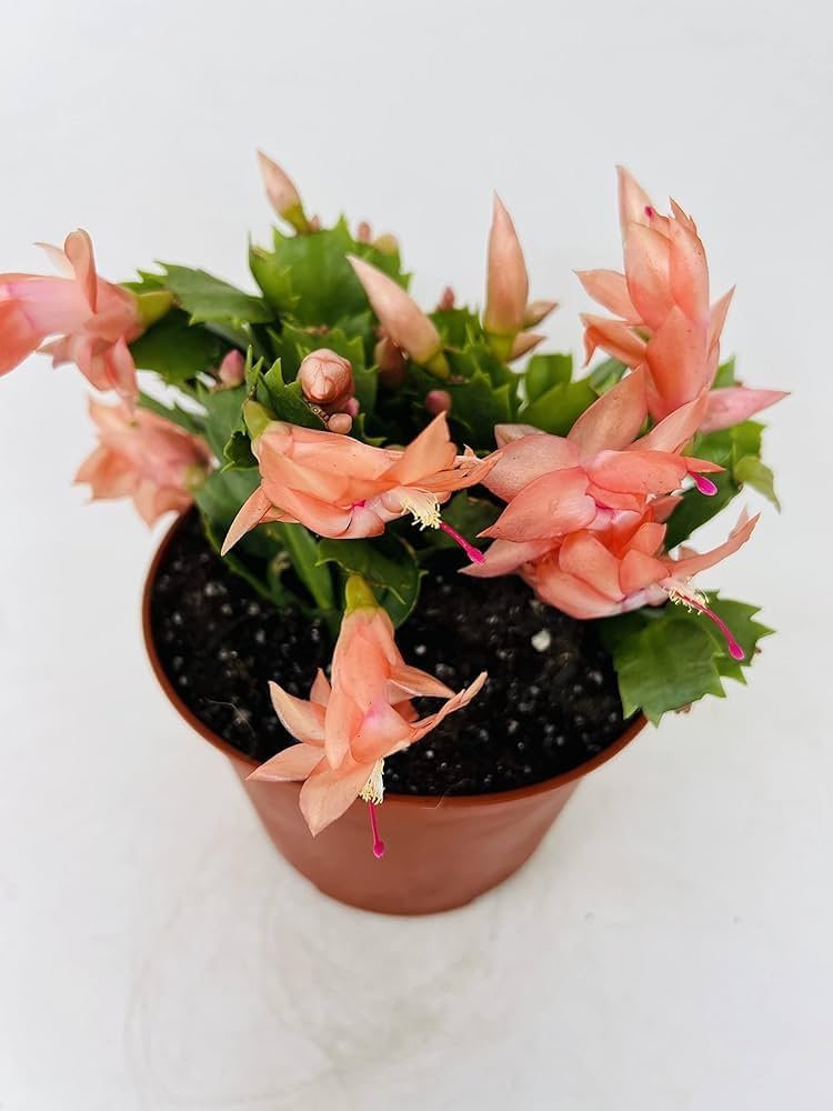 Orange Schlumbergera flower seeds