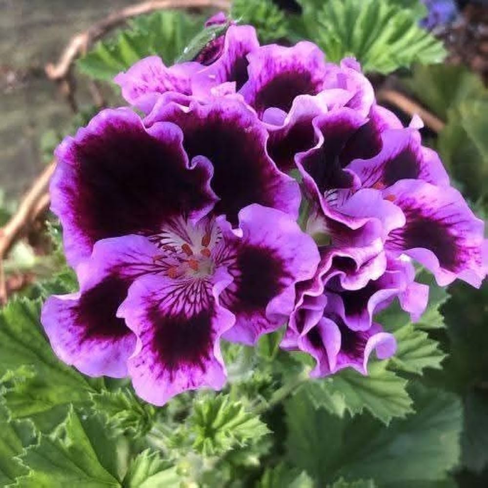 Purple Geranium flower seeds
