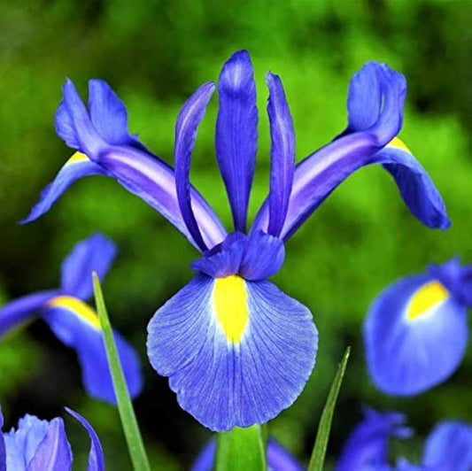 Blue Iris flower seeds