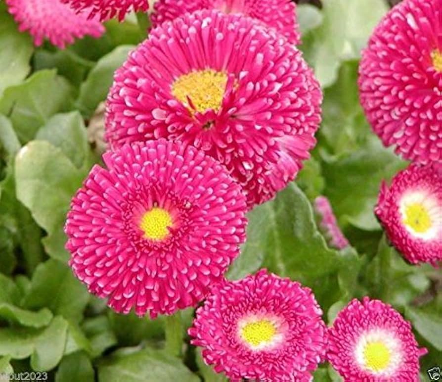 Rose Daisy flower seeds