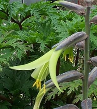 Yellow Puya flower seeds