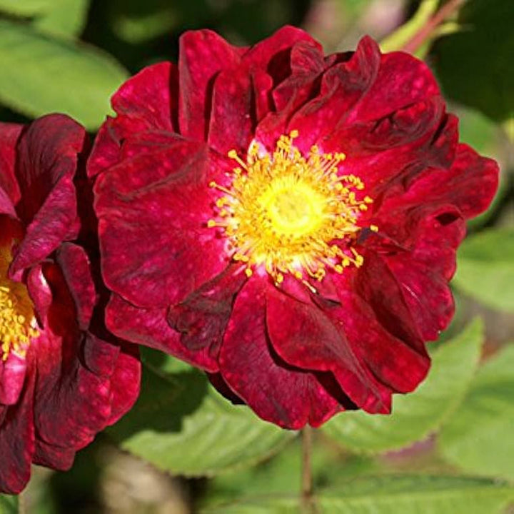 Red Rugosa flower seeds