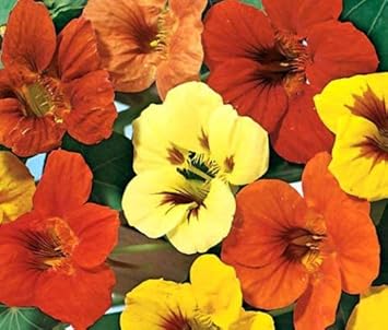 Tropaeolum Majus flower seeds