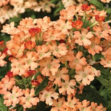 Peach Verbena flower seeds