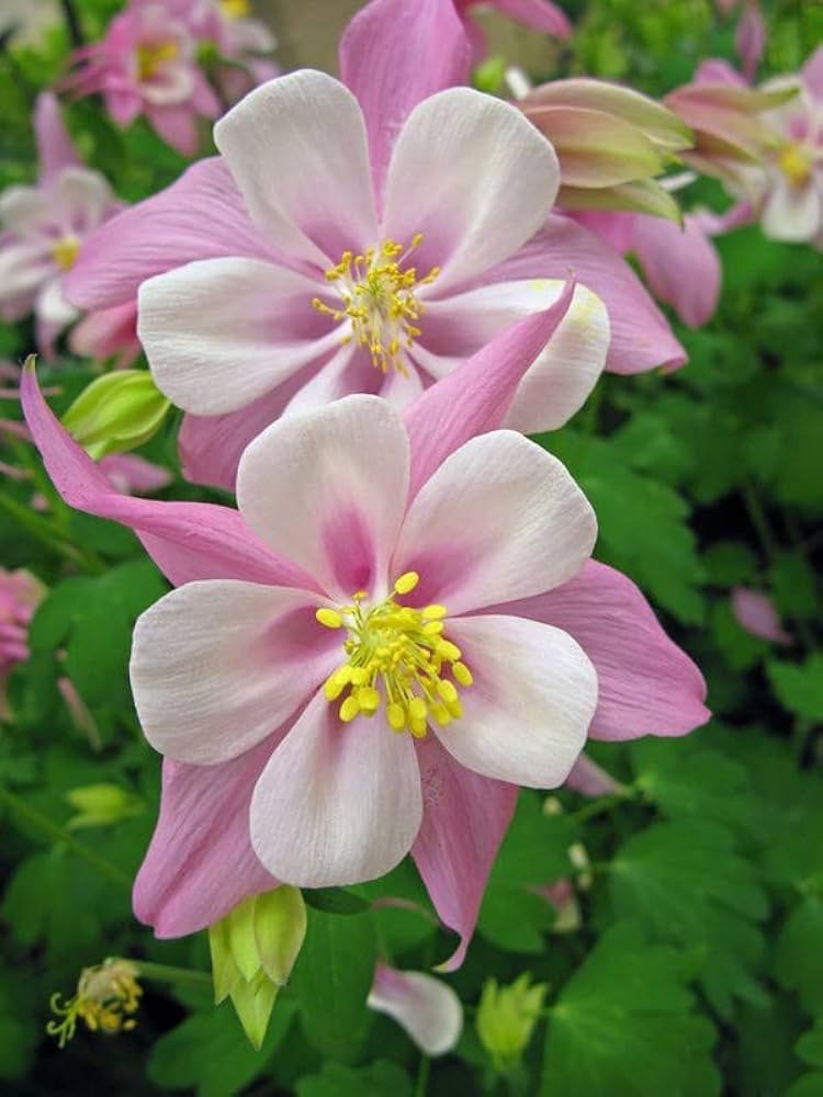 White Pink flower seeds