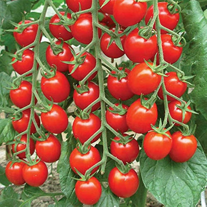 Campari Tomato Vegetable Seeds for Planting – Heirloom Non-GMO Garden Seeds