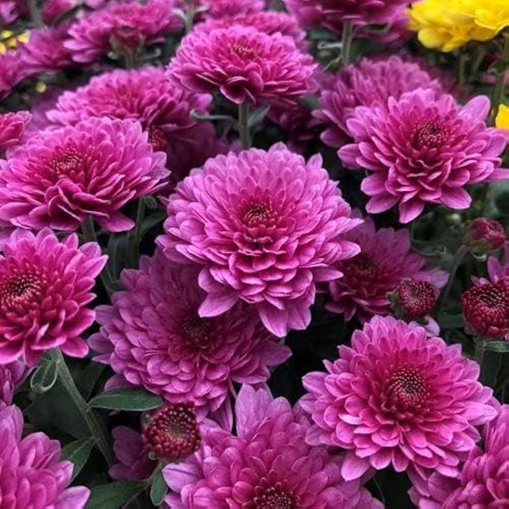 Violet White flower seeds