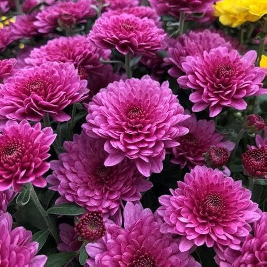 Violet White flower seeds