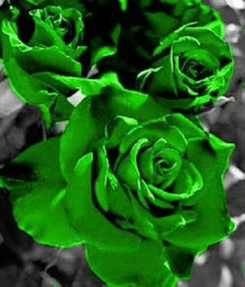 Green Rose flower seeds